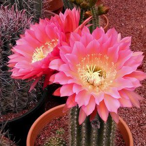 VACATION HOLD 1-2-24  to  6-29-24